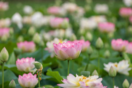 flower of lotus taken in early summerの写真素材