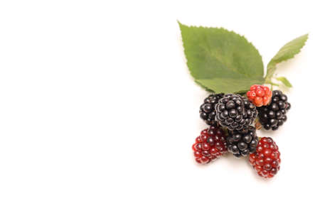 Blackberries isolated on a white background.