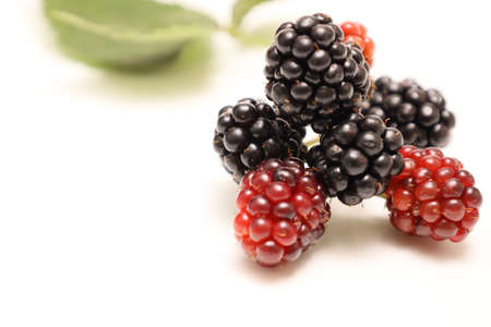 Blackberries isolated on a white background.