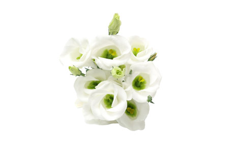 bouquet of Lisianthus in a white backgroundの写真素材