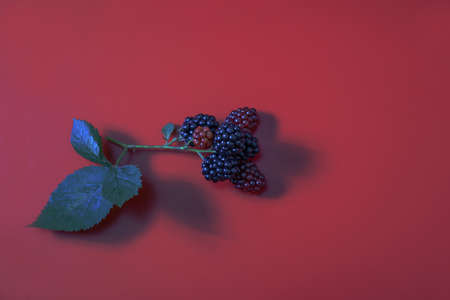 Blackberries isolated in the basket on a red background.の写真素材
