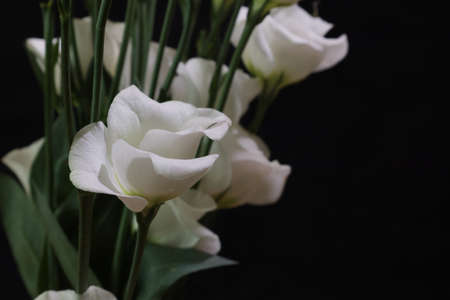 bouquet of Lisianthus in a black backgroundの写真素材