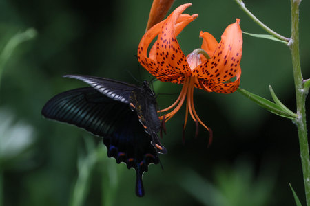 a crow swallowtail swallowing the nectar of wild lilyの写真素材