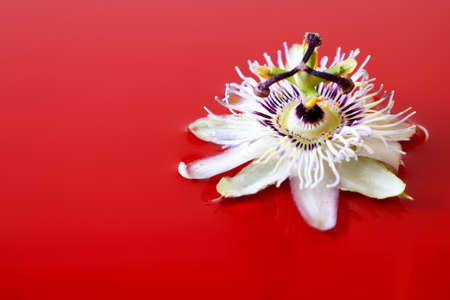 Flower head of passion flower isolated on the red background.の写真素材