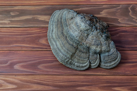 Dried polypore,mushroom isolated on a wooden background.