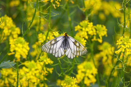 glacial apollo in the rape flower field