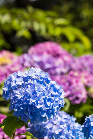 Hydrangea taken outdoors in japanese rainy season.の写真素材