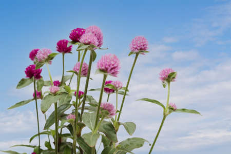 Globe amaranth pictured outdoors in a blue sky background.の写真素材