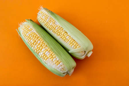Two raw corns isolated on a orange background.