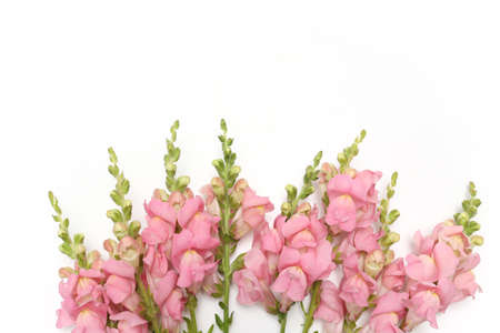 pink stock flower in a white backgroundの写真素材