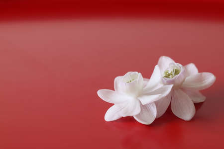 Anemonopsis macrophylla isolated on a red background.の写真素材