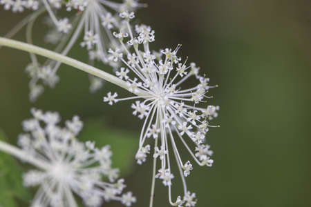 Close-up picture of angelica flower called shishiudo in japan.の写真素材
