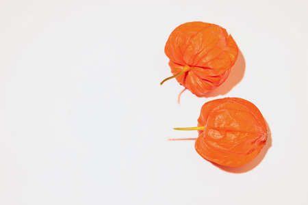 Chinese lantern plant isolated on a white background.の写真素材