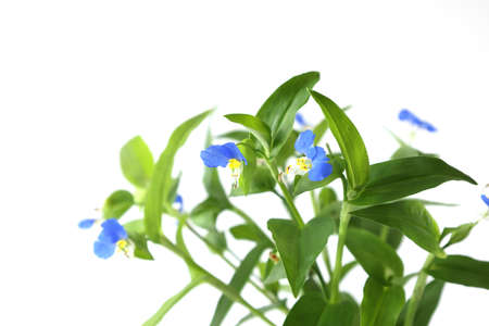 Asiatic dayflower flowers isolated on a white background.