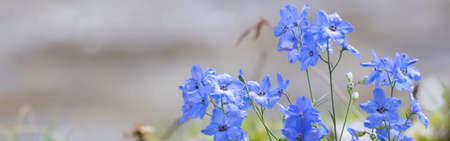 Clipped to banner size image of delphinium taken outdoors.の写真素材