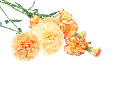 bouquet of carnation in a white backgroundの写真素材