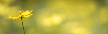Clipped to banner size of yellow cosmos field in japan.の写真素材