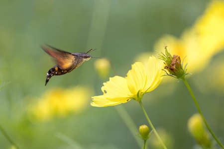 A humming-bird hawkmoth suck nectar from yellow cosmos.