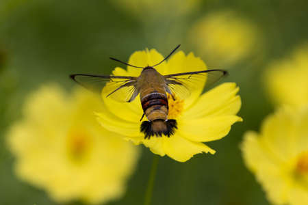 A humming-bird hawkmoth suck nectar from yellow cosmos.の写真素材