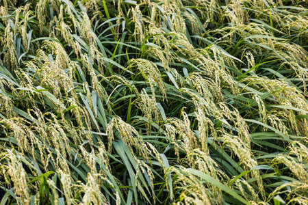 japanese rice field in autumnの写真素材