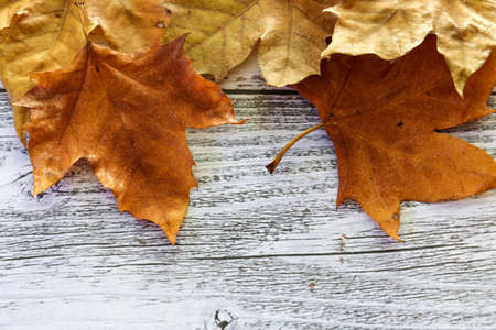 fallen leaves of plane tree in a wooden background