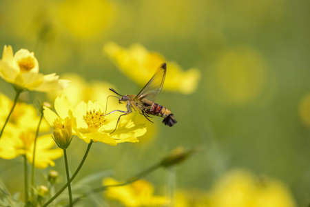 A humming-bird hawkmoth suck nectar from yellow cosmos.