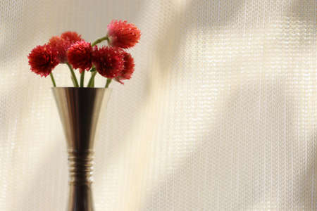 Globe amaranth in the pewter vase put on the windowsill.の写真素材