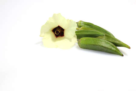 okra and its flower in a white background