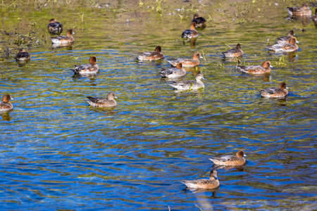 Scenery of river with eurasian wigeons.の写真素材