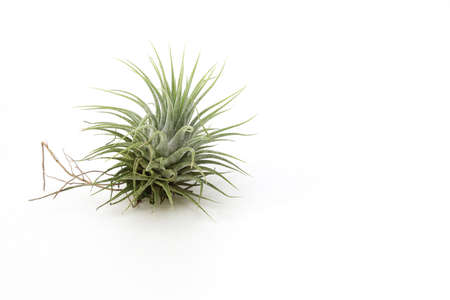 air plants in a white backgroundの写真素材