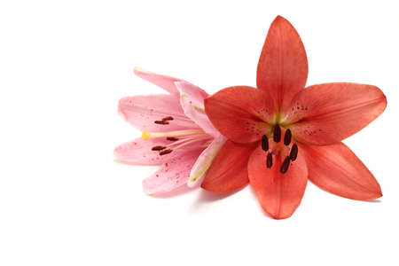 flower head of lily in a white backgroundの写真素材