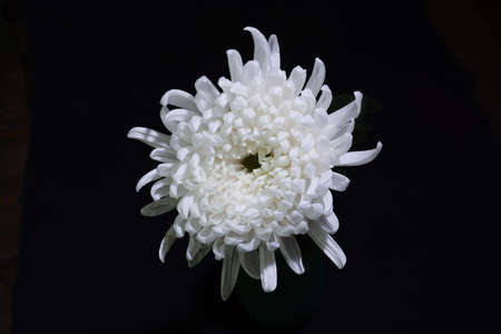 flower head of white chrysanthemum in a black background.の写真素材