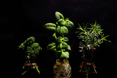herbs in the glss bottle isolated on black back ground.の写真素材