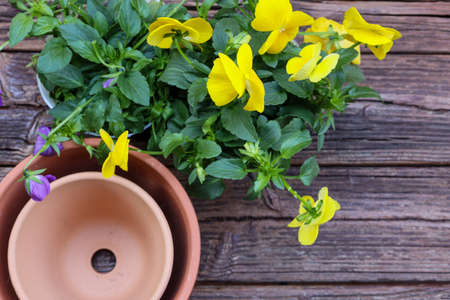Pot seedling of viola in a wooden background.の写真素材