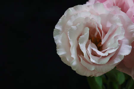 bouquet of Lisianthus in a black background