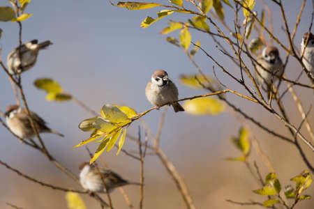 sparrows on a branch of the tree
