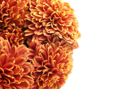 Flower head of chrysanthemum in a white background.の写真素材