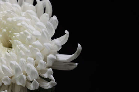 flower head of white chrysanthemum in a black background.の写真素材