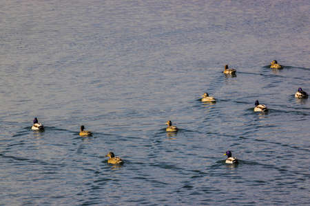 Group of Mallard moving on the river.
