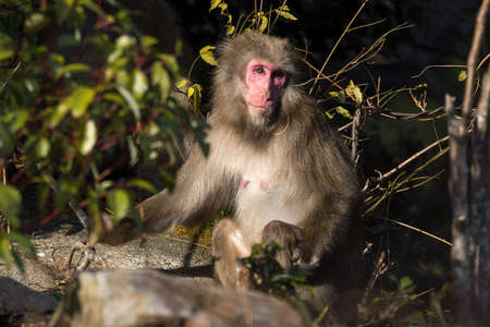 Wild Japanese macaques looking for food in bushes.