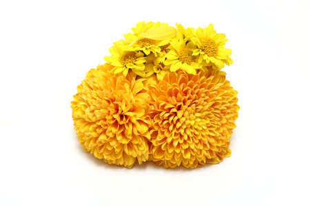 bouquet of chrysanthemum in a white background