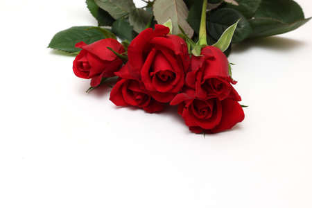 bouquet of roses in a white backgroundの写真素材