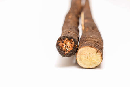 Burdock isolated on a white background.の写真素材