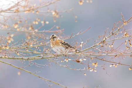 brambling on a branch of treeの写真素材
