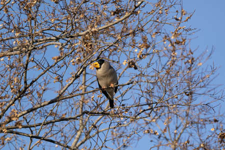 Japanese Grosbeak on a branch of tree
