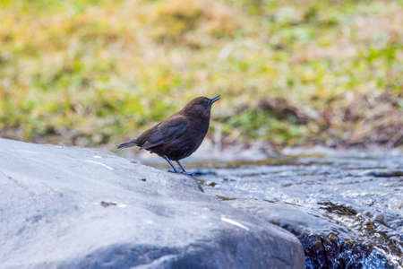 A Brown Dipper perching on a stone.の写真素材