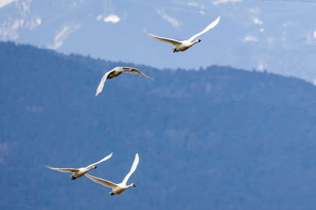 Tundra swan in flying against the mountain range.の写真素材