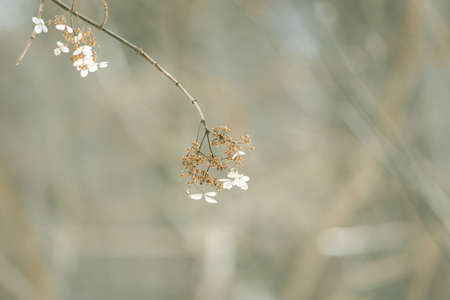Dried climbing hydrangea taken outdoors in winter.の写真素材