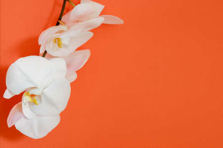 Phalaenopsis orchid in a orange wall background.