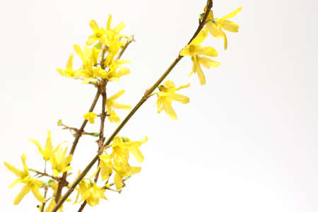 Golden bell flower isolated on a white background.の写真素材